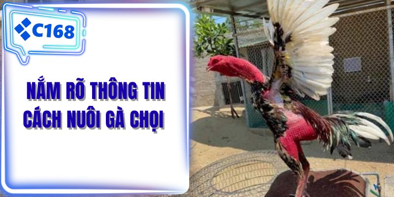 Nắm rõ thông tin cách nuôi gà chọi